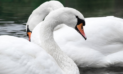 Obraz premium Schwäne im See am herbstlichen Morgenlicht