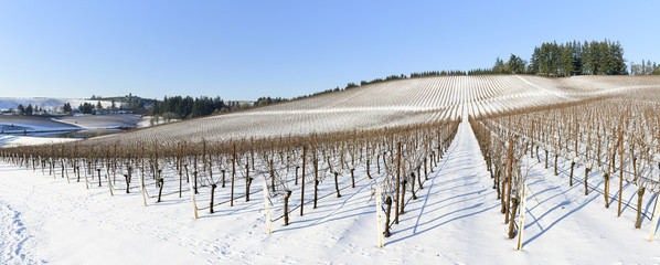 Winter Snow In the Grape Fields of Western Oregon