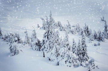 fir trees covered with snow and frost on mountain high. beautiful winter landscape