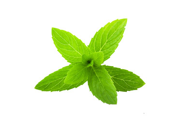 Fresh green mint leaves isolated on white background.