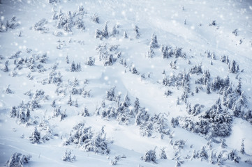 Fototapeta na wymiar fir trees covered with snow and frost on mountain high. beautiful winter landscape