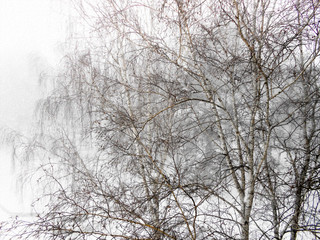 Fototapeta na wymiar Winter landscape in gloomy snowfall day. Photo manipulation