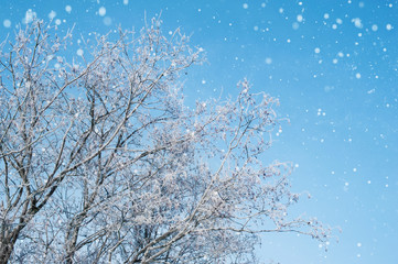 tree covered with snow and frost and blue sky. beautiful winter landscape