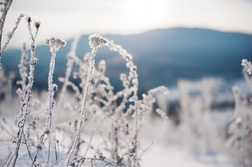 Obraz premium branch covered with snow and frost. natural winter background