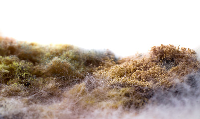On the food (bread) a colony of mold. On a white background