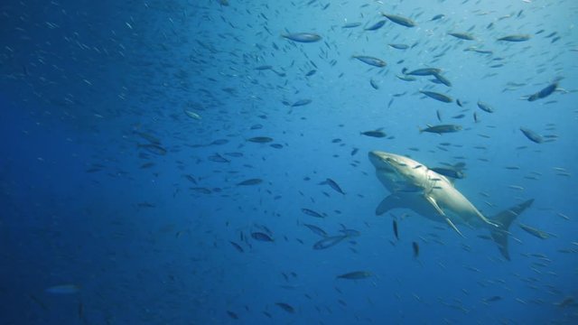 Великолепные подводные погружения с Большими белыми акулами в Тихом океане у острова Гуадалупе. Мексика.