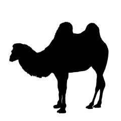 Silhouette of camel isolated on white background vector