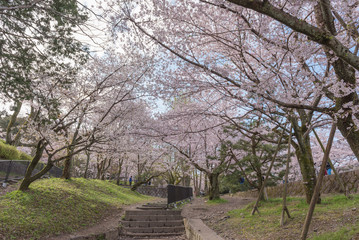 Keage incline with sakura (cherry blossoms), Kyoto, Japan.