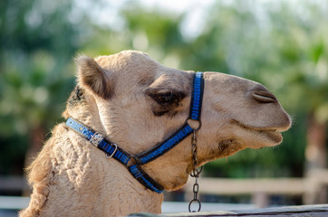 Close-up side view of a camel head with a leash in the oasis