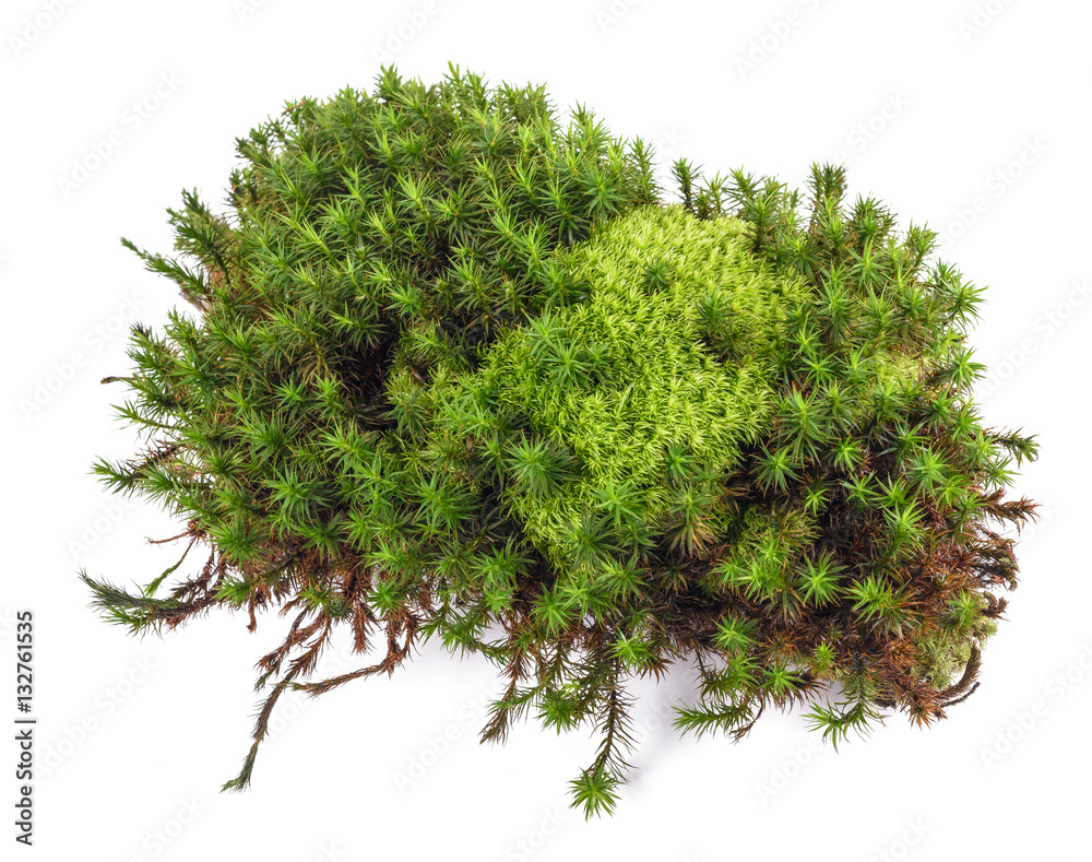 Wall mural Green moss isolated