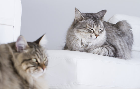 cats lying on the sofa, brown and silver siberian version of sib