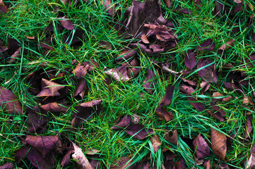 Green grass and dry leaves with morning frost from above, nature background, closeup