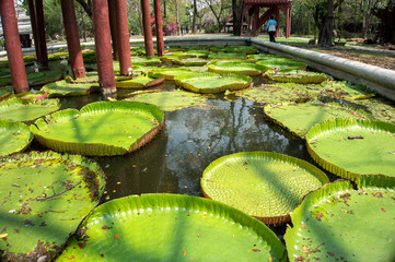 Huge water lilies, floating lotus