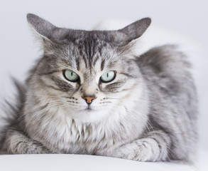 beauty silver cat of siberian breed indoor