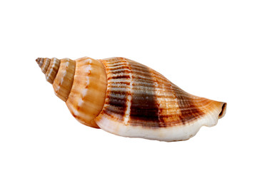 Beautiful Seashell isolated on white background
