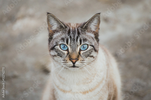 "Gato con ojos azules" photo libre de droits sur la banque d'images