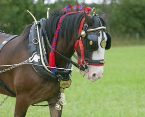 Obraz premium Heavy Horse in harness ready to pull plough