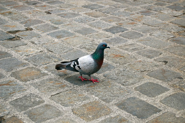 Eine Taube auf der Straße
