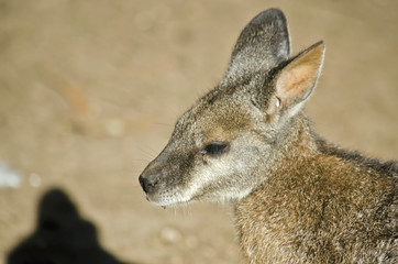 parma wallaby