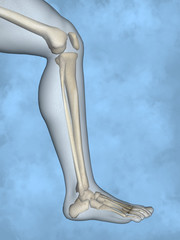 Human skeleton M-SK-POSE M4ay-24-tr50-3, 3D Model
