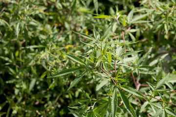 Hemp plant in bhutan green lush legal on a walkway cannabis
