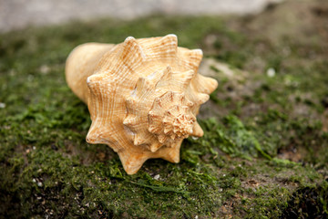 Sea shell on sand. Summer beach background