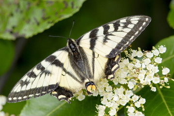 Eastern Tiger Swallowtail Butterfly Perched On Foliage