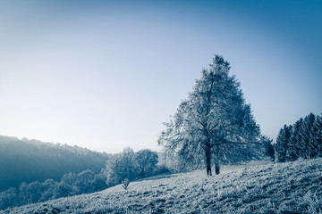 Herrlicher Wintertraum
