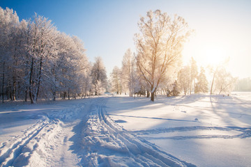 Obraz premium Winter park in snow