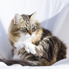 beauty female cat of siberian breed, licking in the garden, brow