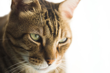 Retrato de un gatito con fondo blanco