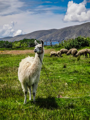 Fototapeta premium Peru Llama lake titicaca animal on a green meadow