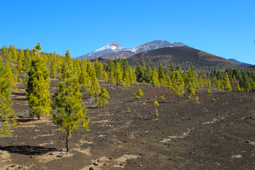 Volcán del Teide nevado
