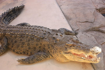 Australian big salt water crocodile open mouth burt crocodile Dundee star in Darwin Australia