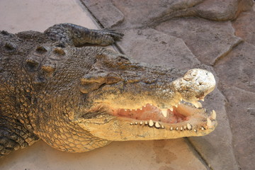 Australian big salt water crocodile open mouth burt crocodile Dundee star in Darwin Australia