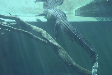Australia saltwater crocodile underwater crocosaurus cove darwin - 132765749