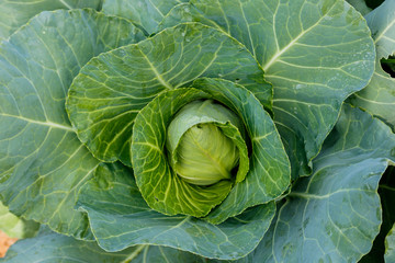 Fototapeta premium Organic Cabbage. Fresh Green Head of Cabbage on the Field.