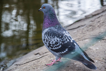 A gray pigeon standing on the edge