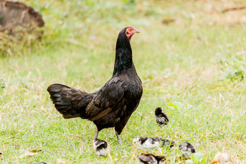 Hen chick rearing in natural environment rural scene