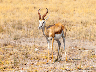 Male impala antelope, Aepyceros melampus, in grasslands of Etosha National Park, Namibia, Africa