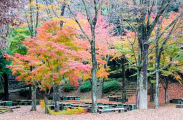 公園の紅葉