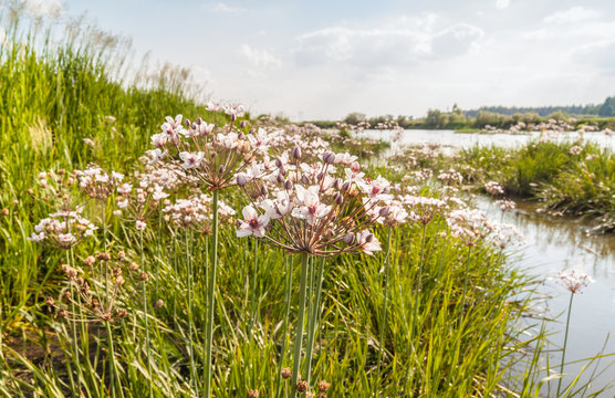 Flowering rush, Butomus umbellatus against the backdrop of the r