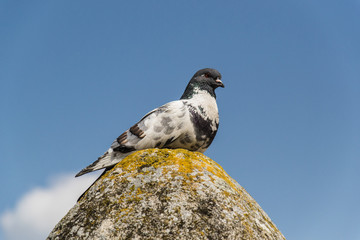 A gray pigeon standing on the edge