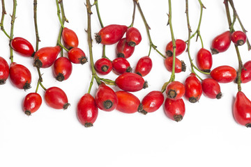 bunch of dog rose isolated on white background. Different types Rosa canina hips - selective focus. room for text 