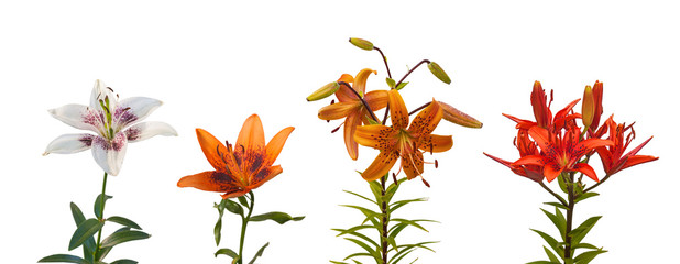 Set Lily Asiatic hybrids  on a white background isolated