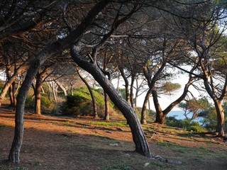 Nadmorski las, zachód słońca, złota godzina, Platja d'Aro, Costa Brava, Hiszpania