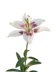 Fototapeta na wymiar Blooming Lily Asiatic hybrids on a white background isolated