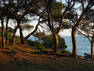 Drzewa na wybrzeżu, morze Śródziemne, Platja d'Aro, Costa Brava, Hiszpania - obrazy, fototapety, plakaty