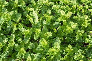 Mint plantation organic for background, Fresh mint growing at vegetables plating area