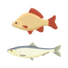 Isolated river fish. Set of freshwater sea cartoon fishes. Fauna ocean vector illustration